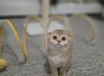 Luna - Scottish Fold Cat For Sale - Levittown&comma; PA&comma; US