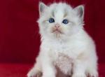 Tony - Ragdoll Cat For Sale - Brooklyn&comma; NY&comma; US