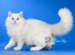 Destin - Siberian Cat For Sale - Pembroke Pines&comma; FL&comma; US
