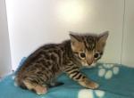 Serengeti - Bengal Cat For Sale - South Elgin&comma; IL&comma; US