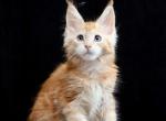 Samanta Fox - Maine Coon Cat For Sale - Hollywood&comma; FL&comma; US