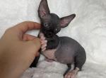 Bella Bambino - Sphynx Cat For Sale - Brooklyn&comma; NY&comma; US