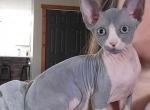 Poppy - Sphynx Cat For Sale - Rockford&comma; IL&comma; US