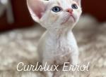 Errol - Devon Rex Cat For Sale - Philadelphia&comma; PA&comma; US