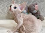 Elsa - Devon Rex Cat For Sale - Philadelphia&comma; PA&comma; US