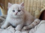 Atlant - British Shorthair Cat For Sale - Pembroke Pines&comma; FL&comma; US