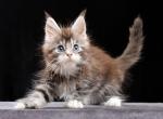 Wagner - Maine Coon Cat For Sale - Miami&comma; FL&comma; US