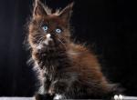 Wolfgan - Maine Coon Cat For Sale - Miami&comma; FL&comma; US