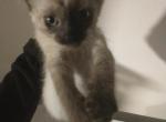 Siamese Kitten - Siamese Cat For Sale - Agawam&comma; MA&comma; US