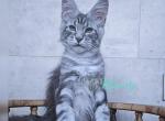 Patric - Maine Coon Cat For Sale - Miami&comma; FL&comma; US
