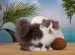 Jeannette - Persian Cat For Sale - Pembroke Pines&comma; FL&comma; US