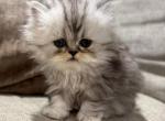 Persian female - Persian Cat For Sale - Byron&comma; MN&comma; US