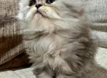 Persian female - Persian Cat For Sale - Byron&comma; MN&comma; US