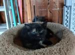 Cinder - Domestic Cat For Sale - Seville&comma; OH&comma; US