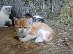 Phoenix - Domestic Cat For Sale - Seville&comma; OH&comma; US
