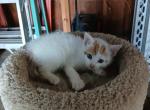 Griffin - Domestic Cat For Sale - Seville&comma; OH&comma; US