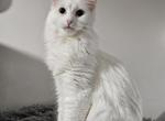 Caddie - Maine Coon Cat For Sale - NY&comma; US