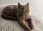 Olimpus - British Shorthair Cat For Sale - Henderson&comma; NV&comma; US