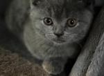 Scottish Straight Kittens - Scottish Straight Cat For Sale - Bartlett&comma; IL&comma; US