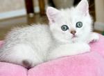 Rosie - Scottish Straight Cat For Sale - MD&comma; US