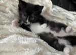 Tuxedo Cat - American Shorthair Cat For Sale - Agawam&comma; MA&comma; US