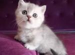 Bobby Silver Ticked Munchkin Standard Short Legs - Munchkin Cat For Sale - TX&comma; US