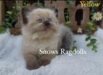 Zoey yellow - Ragdoll Cat For Sale - Desloge&comma; MO&comma; US