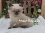 Ria pink purple - Ragdoll Cat For Sale - Desloge&comma; MO&comma; US