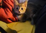 Carla - Domestic Cat For Sale - Glassboro&comma; NJ&comma; US