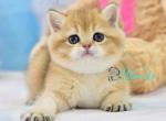 Barney - British Shorthair Cat For Sale - Hollywood&comma; FL&comma; US