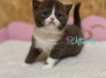Bastet - British Shorthair Cat For Sale - Hollywood&comma; FL&comma; US