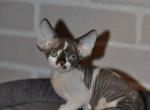 Uelsli - Devon Rex Cat For Sale - Norwalk&comma; CT&comma; US
