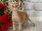 Lion - Devon Rex Cat For Sale - Norwalk&comma; CT&comma; US