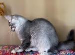 Dolly female maine coon spayed - Maine Coon Cat For Sale - CA&comma; US