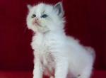 Tobias - Ragdoll Cat For Sale - Brooklyn&comma; NY&comma; US