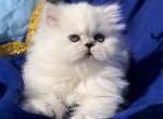 Beautiful silver shaded chinchilla dollface female - Persian Kitten For Sale - San Jose&comma; CA&comma; US