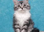 Businka - Siberian Cat For Sale - Pembroke Pines&comma; FL&comma; US