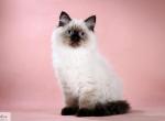 Funny Doll - Siberian Cat For Sale - Pembroke Pines&comma; FL&comma; US