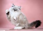 Fortuna - Siberian Cat For Sale - Pembroke Pines&comma; FL&comma; US