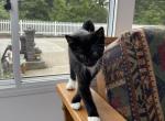 Bubbles - Domestic Cat For Sale - Westfield&comma; MA&comma; US