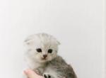 Scottish kittens - Scottish Fold Cat For Sale - Spartanburg&comma; SC&comma; US