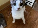 Jazmine - Maine Coon Cat For Adoption - Waterford&comma; WI&comma; US