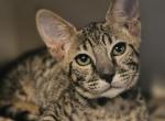 F4 Black Nose Alyssia - Savannah Cat For Sale - Lakeland&comma; FL&comma; US