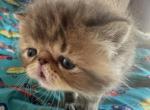 Tiger - European Shorthair Kitten For Sale - Palm Coast&comma; FL&comma; US