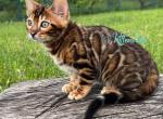 Eddie - Bengal Cat For Sale - Norwalk&comma; CT&comma; US