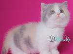 Subate - Munchkin Cat For Sale - Pembroke Pines&comma; FL&comma; US