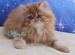 Deni - Persian Cat For Sale - Pembroke Pines&comma; FL&comma; US