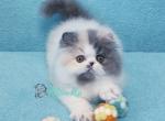 Yuma - Persian Cat For Sale - Pembroke Pines&comma; FL&comma; US