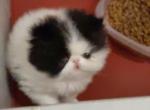 Zorro - Persian Cat For Sale - FL&comma; US