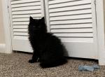 Double Siberian Mix Kittens - Siberian Cat For Sale - Silver Spring&comma; MD&comma; US